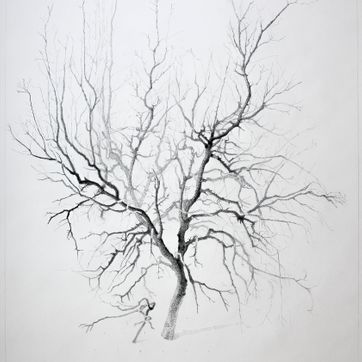 tegning av eit tre, drawing of a tree